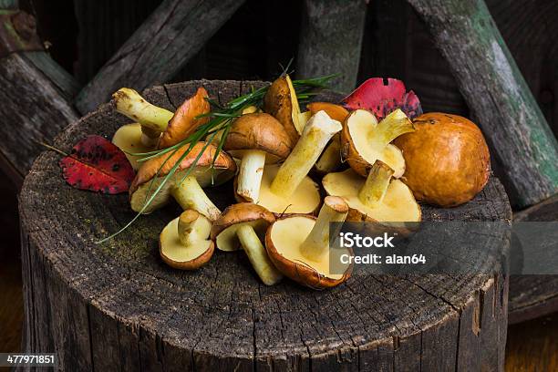 Stilleben Mit Gelben Steinpilzpilzen Stockfoto und mehr Bilder von Baum - Baum, Baumstumpf, Blatt - Pflanzenbestandteile