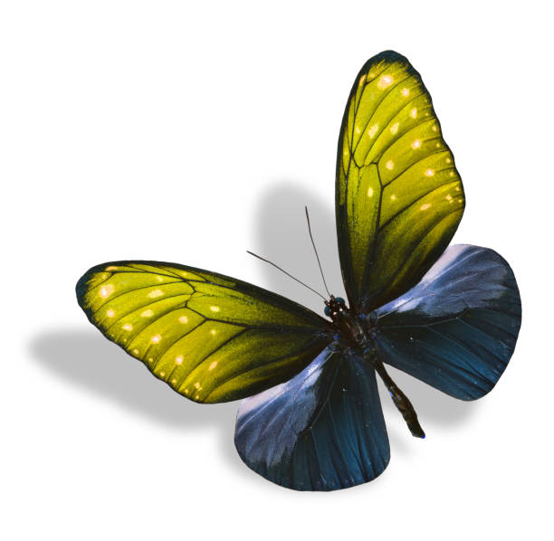 istock Flying Yellow Butterfly isolated on white background with soft s 477971967