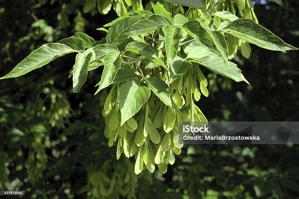 winged graines de l'Acer Negundo tree - Photo de Érable négundo libre de droits