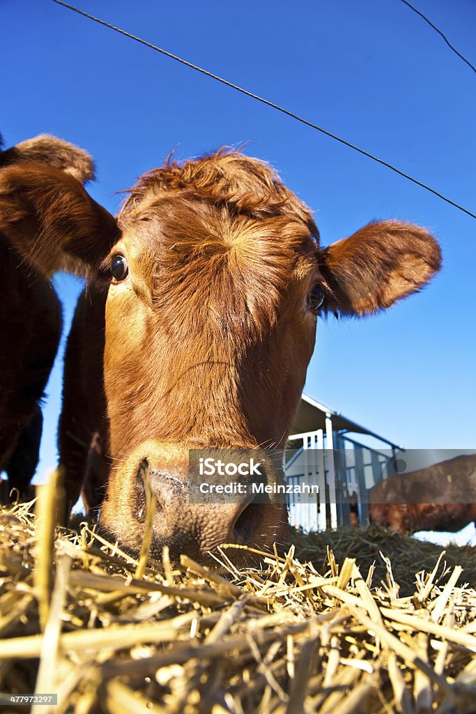 Accogliente mucca in paglia con cielo blu - Foto stock royalty-free di Agricoltura
