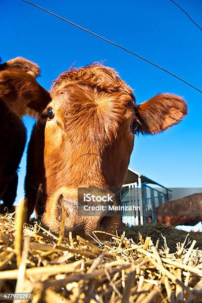 Accogliente Mucca In Paglia Con Cielo Blu - Fotografie stock e altre immagini di Agricoltura - Agricoltura, Ambientazione esterna, Animale