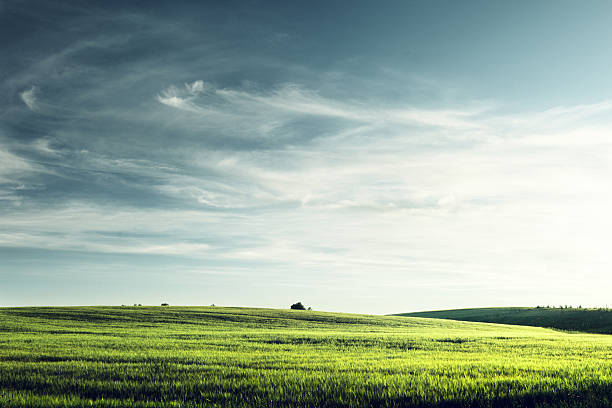 istock field of barley in sunset time 477973328