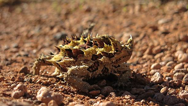 thorny 悪魔、オーストラリア内陸部 - thorny devil lizard ストックフォトと画像