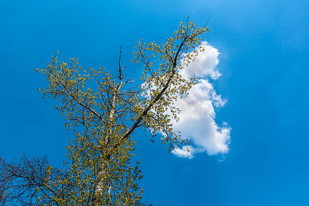 белый, сидящая на дереве - white blue turquoise green стоковые фото и изображения