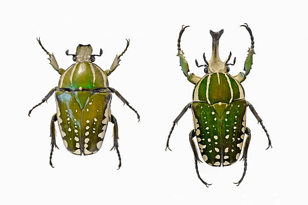 Giant African Fruit Beetles Mecynorrhina Polyphemus Preserved And