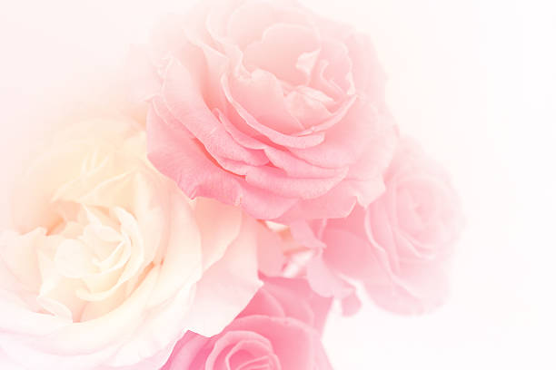 istock light pink roses in soft color and blur style 477974944