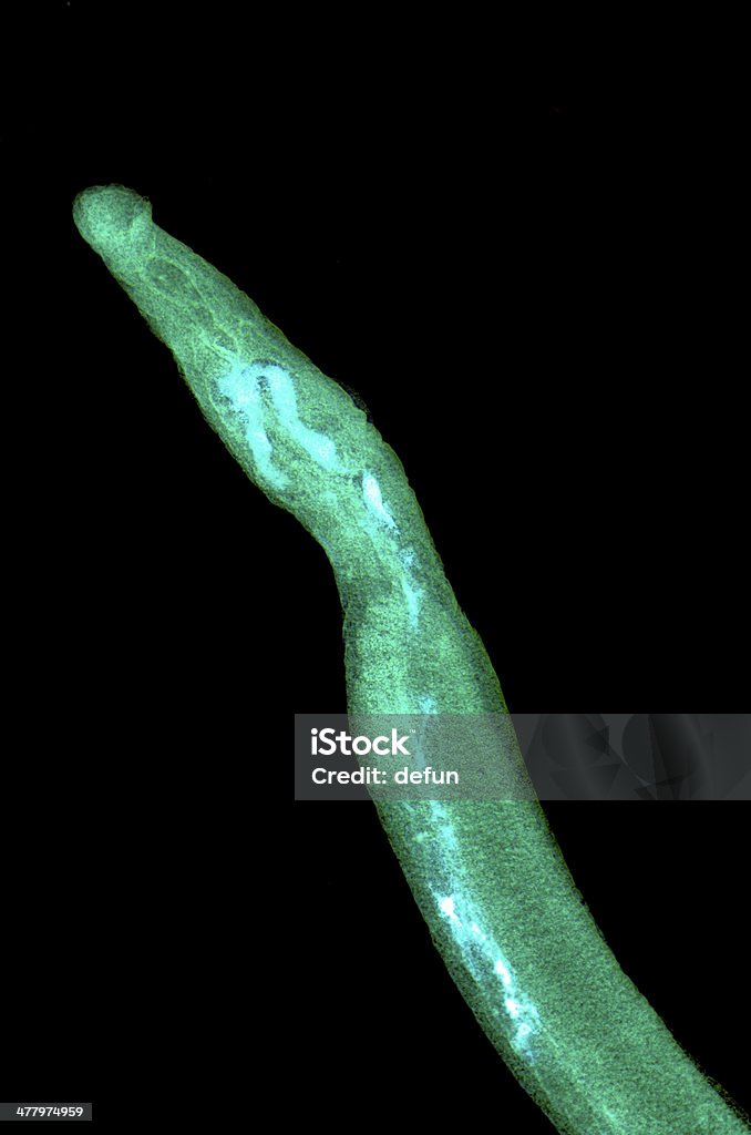 schistosome parasiteras flukes Sang animal - Photo de Schistosome libre de droits