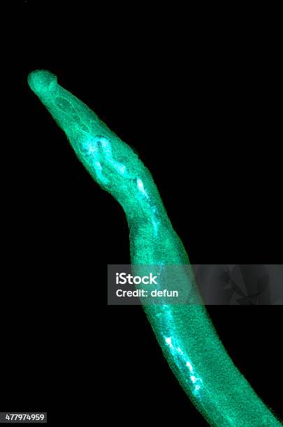 Photo libre de droit de Schistosome Parasiteras Flukes Sang Animal banque d'images et plus d'images libres de droit de Schistosome - Schistosome, Anus, Biologie