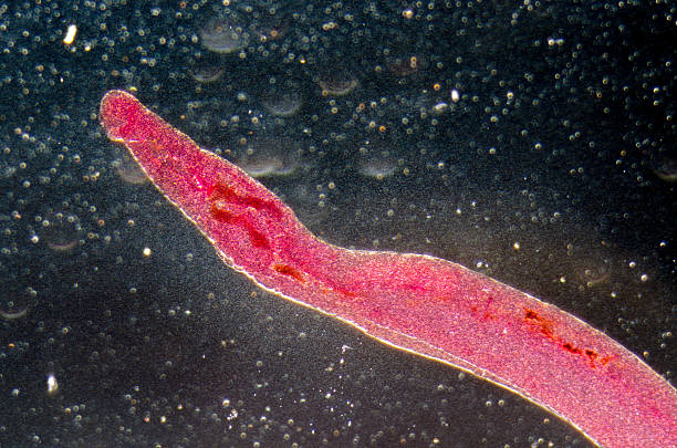 Zwierzę parasiteras schistosome flukes krwi – zdjęcie