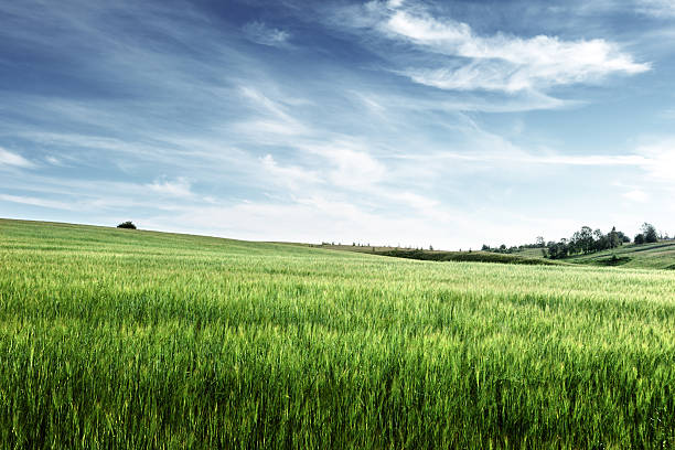 istock field of barley 477974998