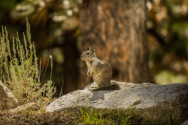 Squirrel stock photo