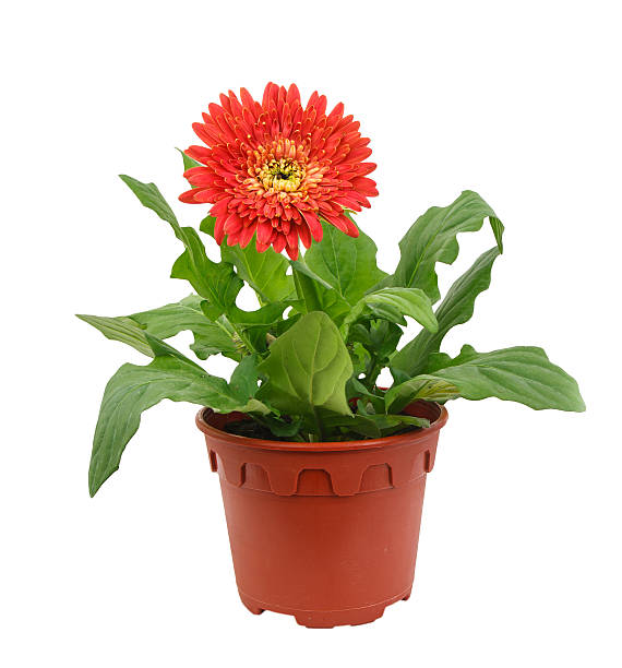 istock Gerbera flower in pot on white background 477975319