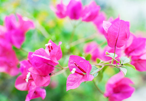 Pink Bougainvillea stock photo