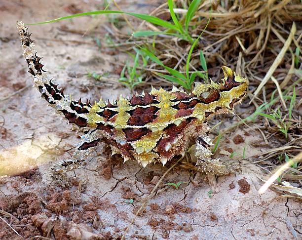 thorny 悪魔、オーストラリア内陸部 - thorny devil lizard ストックフォトと画像