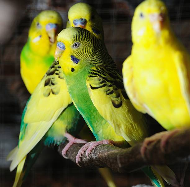 istock closeup of budgerigar 477978413