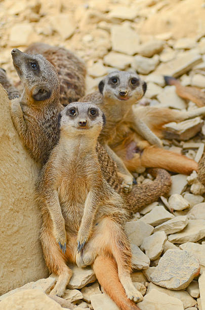 istock Meerkats chilling out 477978790