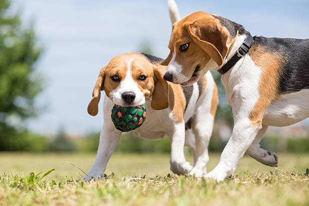 istock Two Beagle dogs playing with one toy 477979126