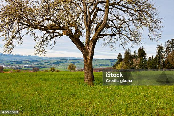Birdhouse Stock Photo - Download Image Now - Agricultural Field, Agriculture, Birdhouse