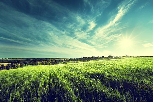 istock field of barley in sunset time 477979918