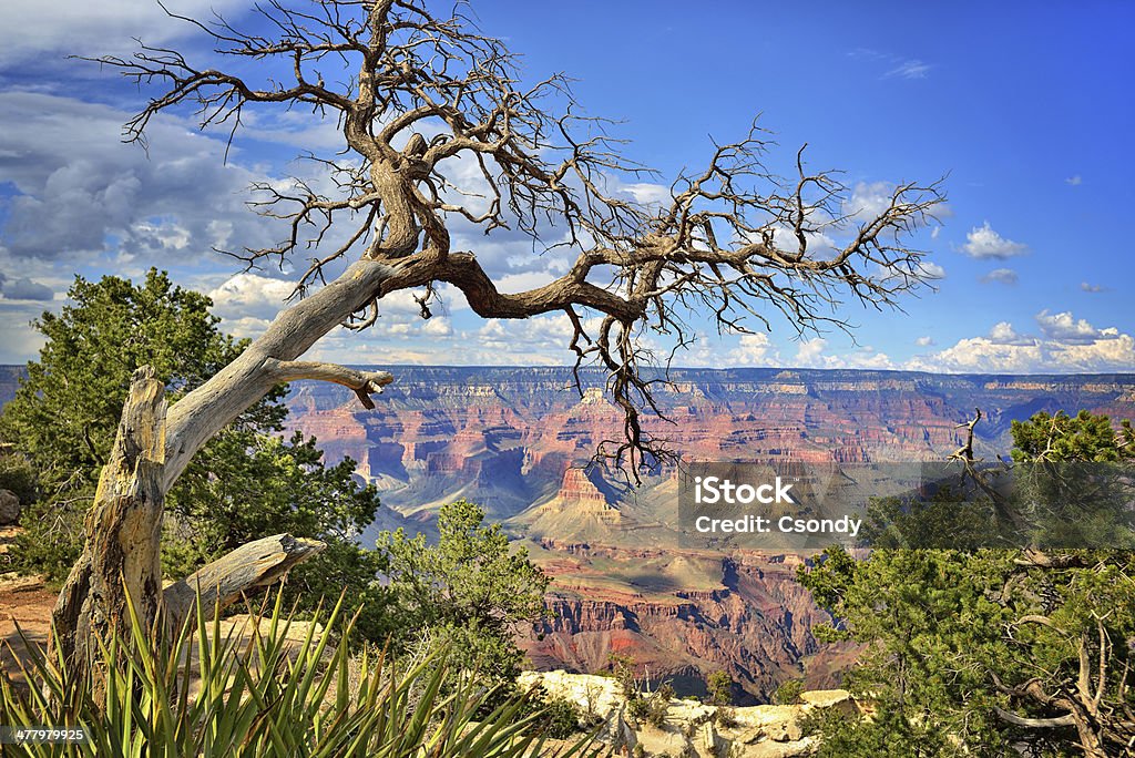Vista panorâmica do Grand Canyon - Royalty-free Azul Foto de stock