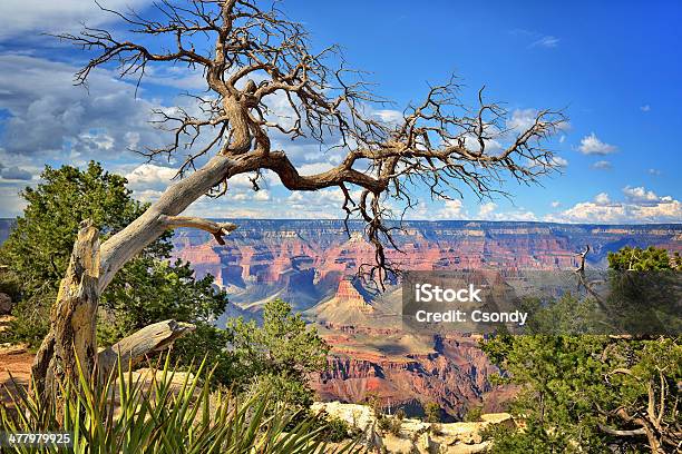 Vista Panorâmica Do Grand Canyon - Fotografias de stock e mais imagens de Azul - Azul, Grand Canyon, Parque Nacional do Grand Canyon