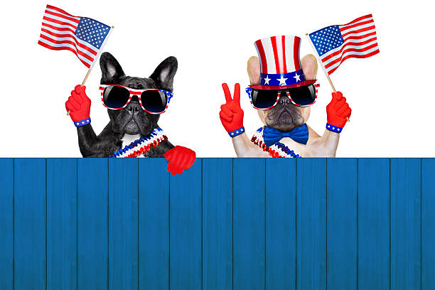 4th oh july row of dogs french bulldog row of dogs waving a flag of usa on independence day on 4th of july , isolated on white background, behind a blank empty wall as banner or placard american dog stock pictures, royalty-free photos & images