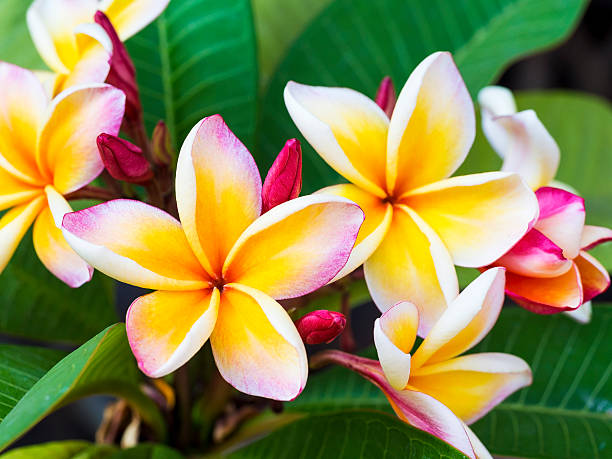 istock colorful plumeria flower and leaf 477980290