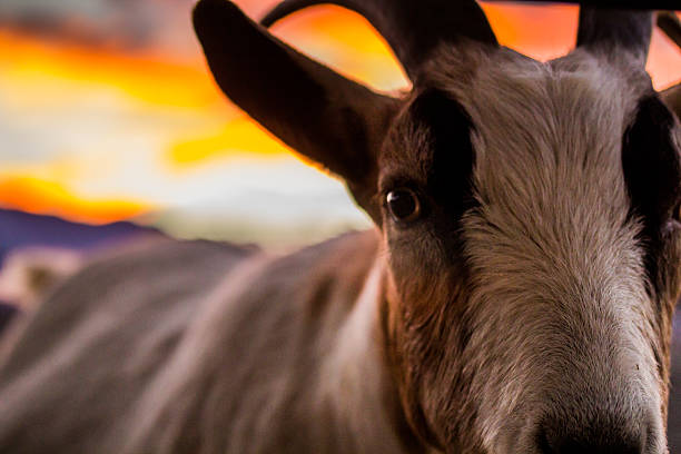 Goat Sunset stock photo