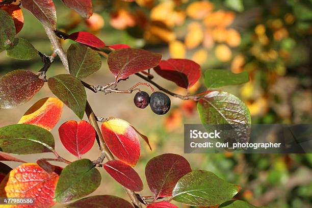 Autumn Leaves Background Red Yellow Leaves Of Shiny Cotoneaster Stock Photo - Download Image Now