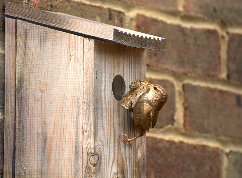 A male Wren (Troglodytes troglodytes) brings a large piece of dried leaf to the neasting box to add to the nest. The male builds several nests and then the female selects the one she likes. The male worked for two weeks building this nest and the female chose somewhere else to set up home.