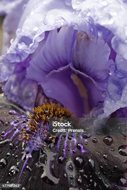 Variety Bearded Iris Stock Photo - Download Image Now - Bearded Iris, Blue, Close-up