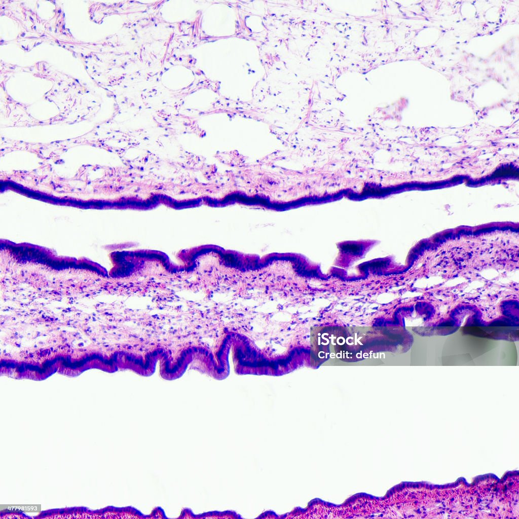 Epitelio cilliated tejido - Foto de stock de Adherencia de célula libre de derechos