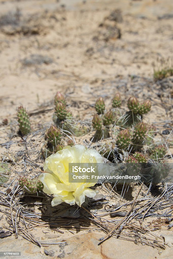 Rozkwiecony Cactus - Zbiór zdjęć royalty-free (Bez ludzi)
