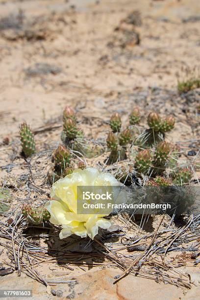 Rozkwiecony Cactus - zdjęcia stockowe i więcej obrazów Bez ludzi - Bez ludzi, Cierń, Dziki kwiat