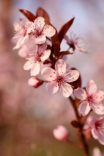 istock Beautiful cherry tree flower in the spring 477981665
