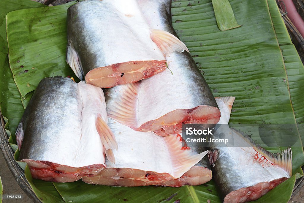 Esaminata Pangasius pesce - Foto stock royalty-free di Animale