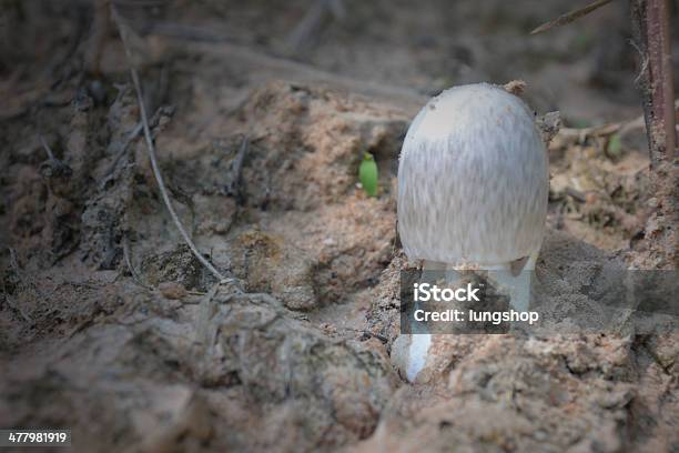 Pilze Stockfoto und mehr Bilder von Abnehmen - Abnehmen, Bildhintergrund, Erfrischung
