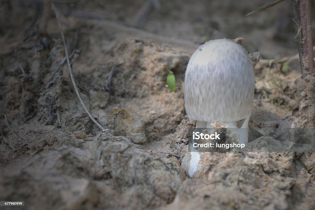 Cogumelos - Foto de stock de Agricultura royalty-free