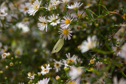 Cabbage White Butterfly ( Pieris brassicae ) between daisies with closed wings - White Cabbage Butterfly ( Pieris brassicae ) between daisies with closed wings