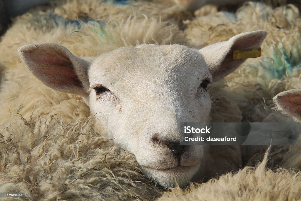 羊の頭。 - ウールのロイヤリティフリーストックフォト