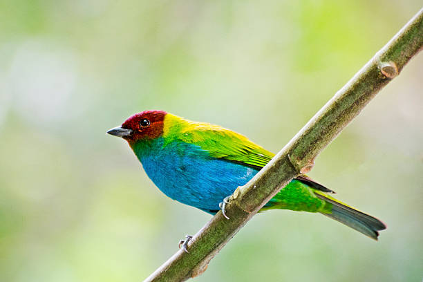 Bay-headed tanager, Tangara gyrola, perched in tree.