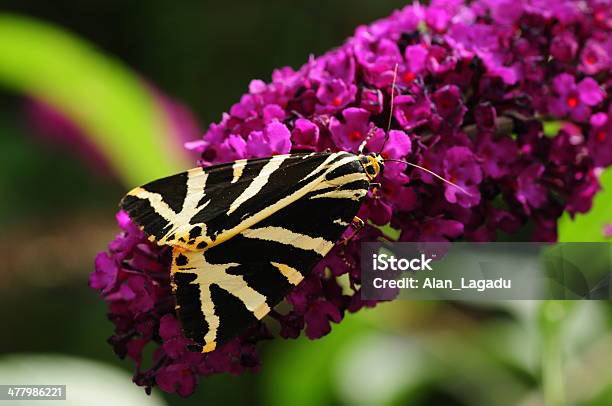 Foto de Camisa Tigre Mariposa U K e mais fotos de stock de Arctia Caja - Arctia Caja, Jersey, Animal selvagem