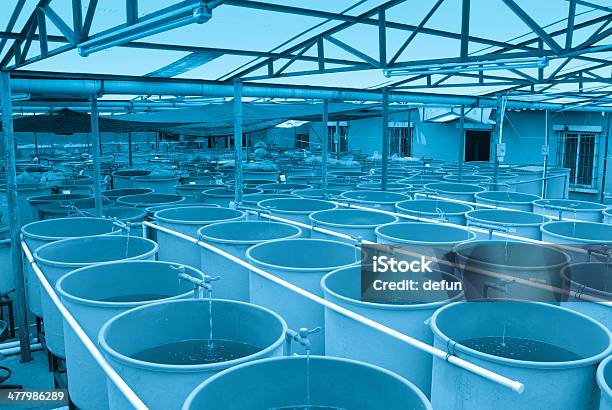 Agriculture Aquaculture Farm Stock Photo - Download Image Now - Fish Farm, Aquaculture, Farm