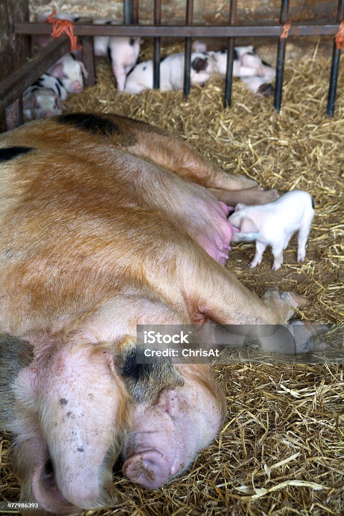 sow tacheté de Gloucester et de la litière - Photo de Agriculture libre de droits