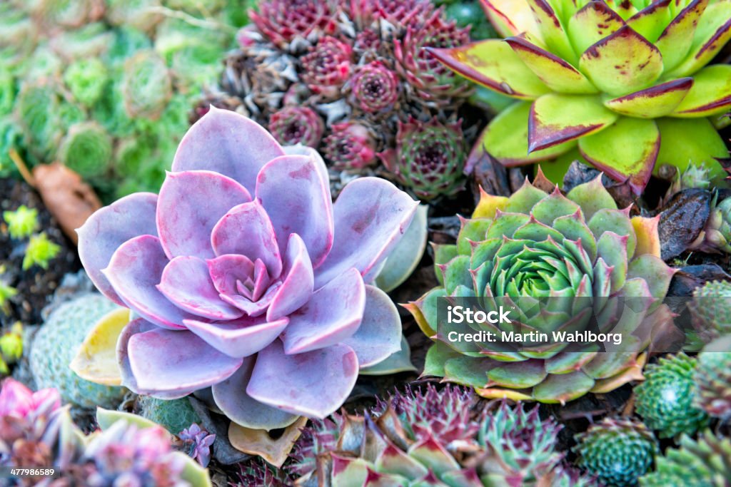 Colorido Plantas Suculentas Foto de stock y banco de imágenes de carnosa - Planta carnosa, Cactus, Colorido - iStock