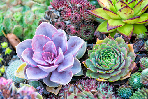 Arranged succulents.