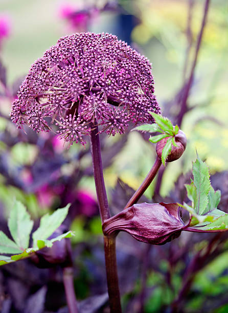 Angelica Gigas Angelica Gigas is a decorative perennial from the Eastern Asia angelica stock pictures, royalty-free photos & images