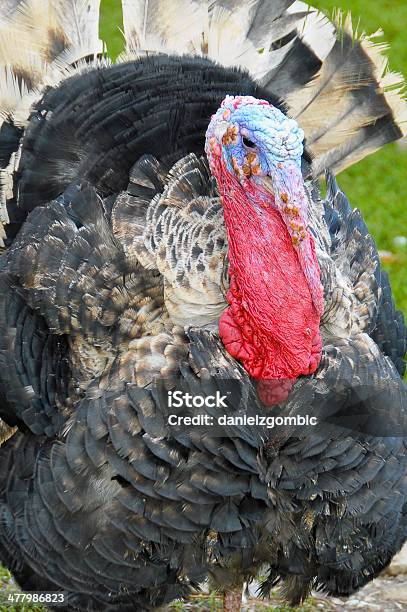 Turkey Stock Photo - Download Image Now - Wild Turkey, Animal, Animal  Wildlife - iStock
