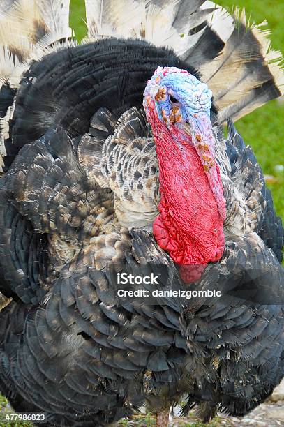 Turkey Stock Photo - Download Image Now - Wild Turkey, Animal, Animal Wildlife - iStock Turkey Stock Photo - Download Image Now - Wild Turkey, Animal, Animal Wildlife - iStock