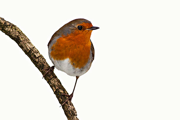 Robin Redbreast stock photo